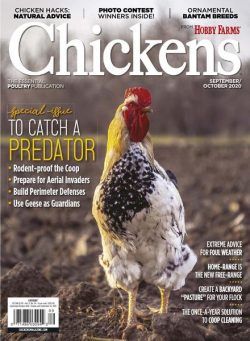 Chickens – September-October 2020