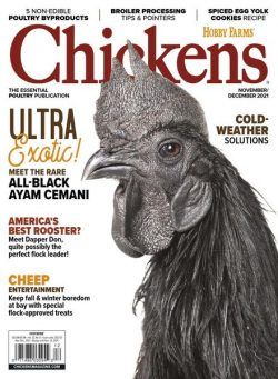 Chickens – November-December 2021