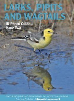 Bird ID Photo Guides – 07 November 2022