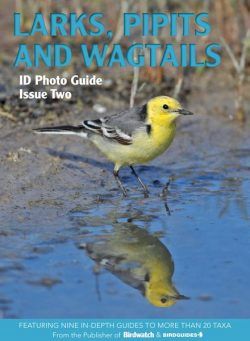 Bird ID Photo Guides – 11 November 2022