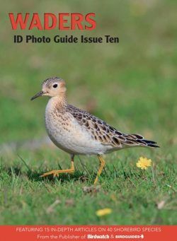 Bird ID Photo Guides – July 2023