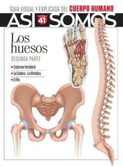 Asi Somos El cuerpo humano – Fasciculo 8 2024