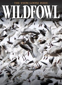 Wildfowl – February 2025