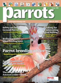 Parrots – March 2025